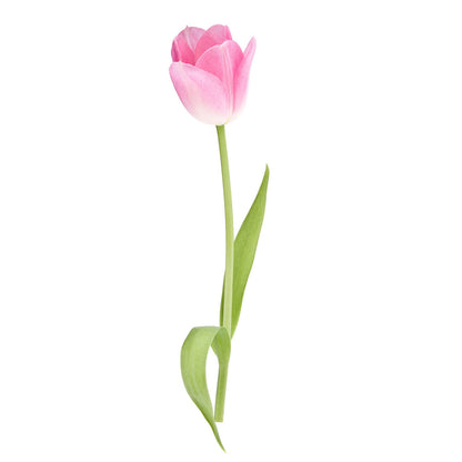 Tulip