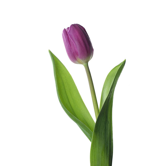 Tulip