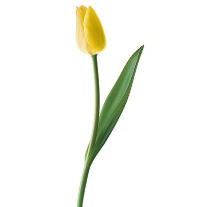 Tulip