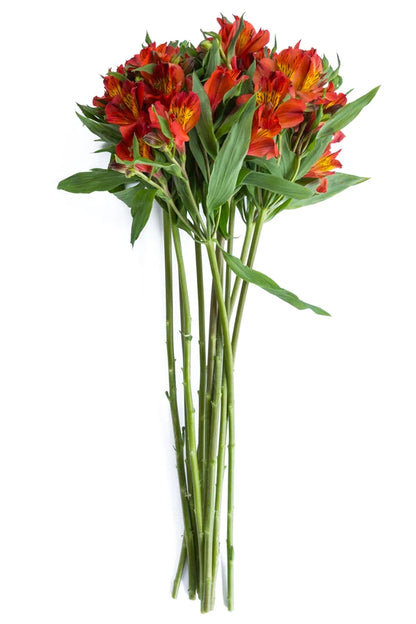 Alstroemeria