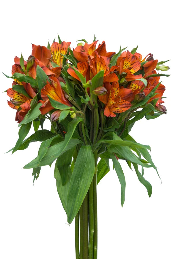 Alstroemeria