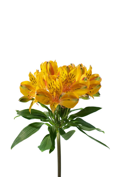 Alstroemeria