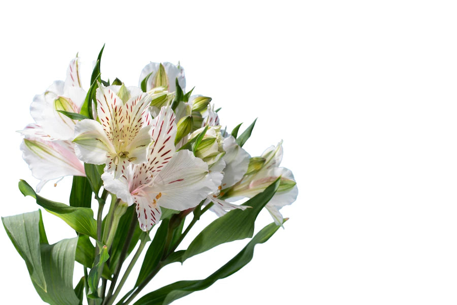 Alstroemeria