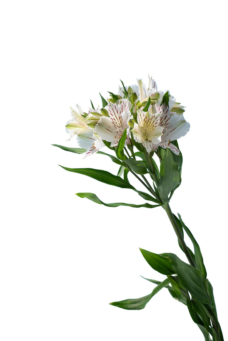 Alstroemeria