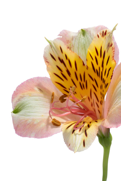 Alstroemeria