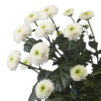 Button (Chrysanthemum)