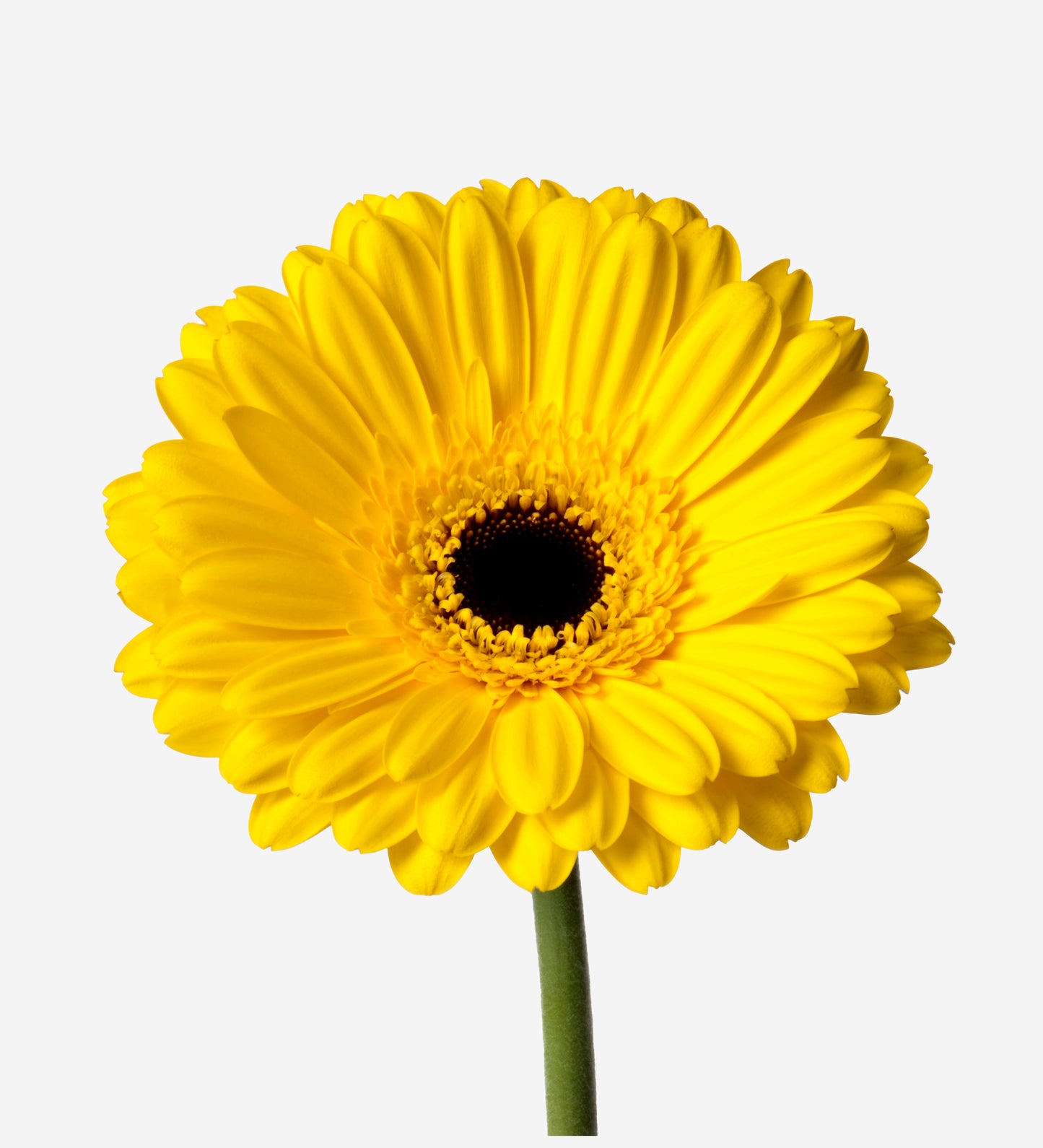 Gerbera