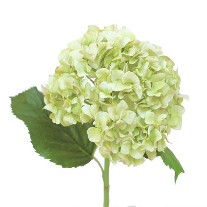 Hydrangea