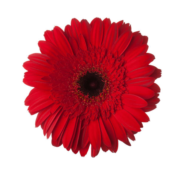 Gerbera